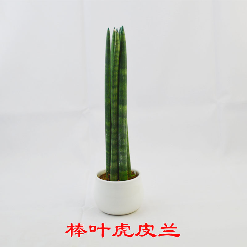 棒叶虎尾兰金边虎皮兰圆叶虎皮兰新房室内植物