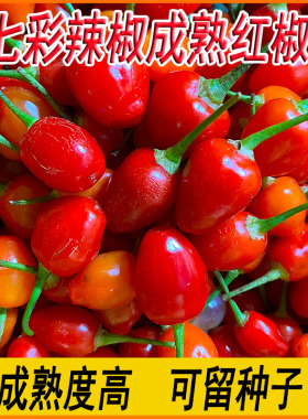新鲜红色七彩辣椒七彩椒五彩椒成熟可留种子广西灯笼椒剁椒酱包邮