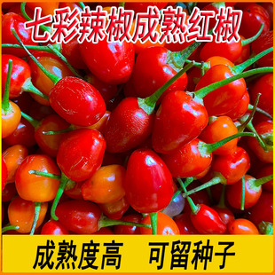 新鲜红色七彩辣椒七彩椒五彩椒成熟可留种子广西灯笼椒剁椒酱包邮