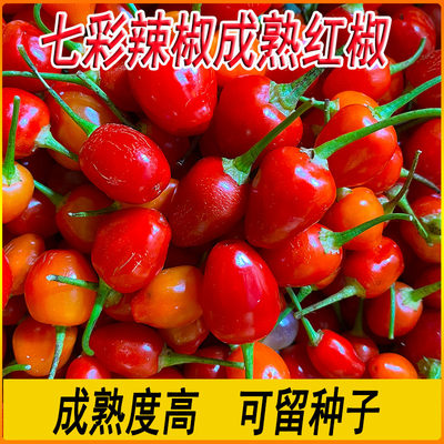 红色七彩辣椒新鲜成熟可留种子