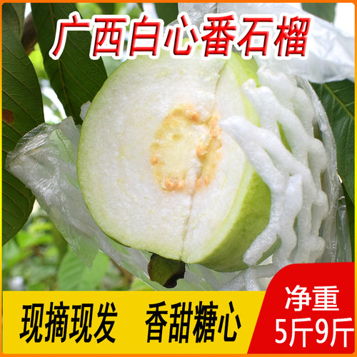 新鲜现摘果园直供软心清甜套果袋防虫害