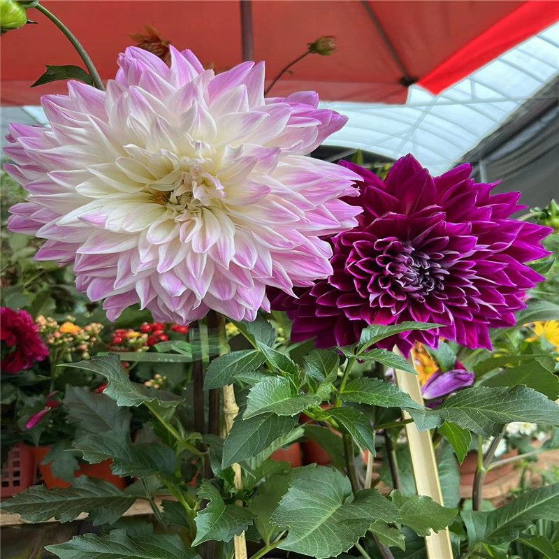 巨型大丽花种球阳台庭院种植颜色鲜艳多年生花期长好养活种花地瓜