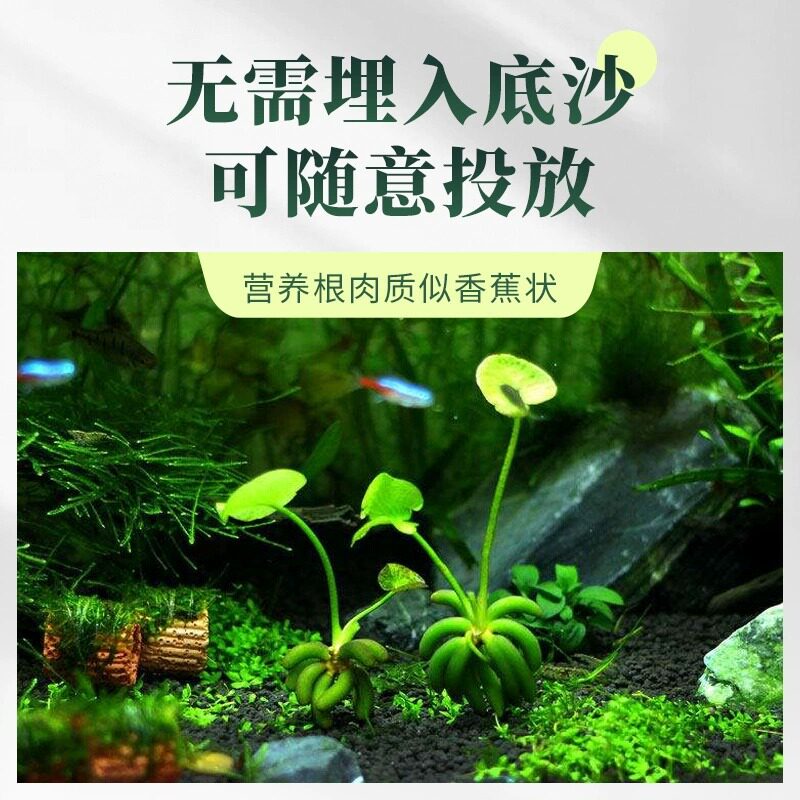 香蕉草水草植物真草鱼缸