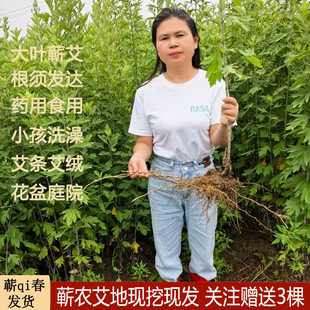 李时珍大叶艾草药用食用根种植蕲艾种子苗驱蚊苗青四季带根艾草