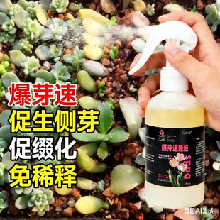 多肉老桩爆芽素叶插扦插专用促生长催芽发芽促多头侧芽细胞分裂素