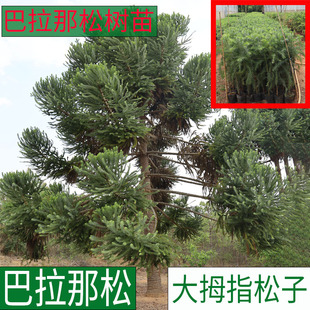 正宗巴拉那松树苗巴西进口树种大拇指大松子树苗云南直发巴拉那松