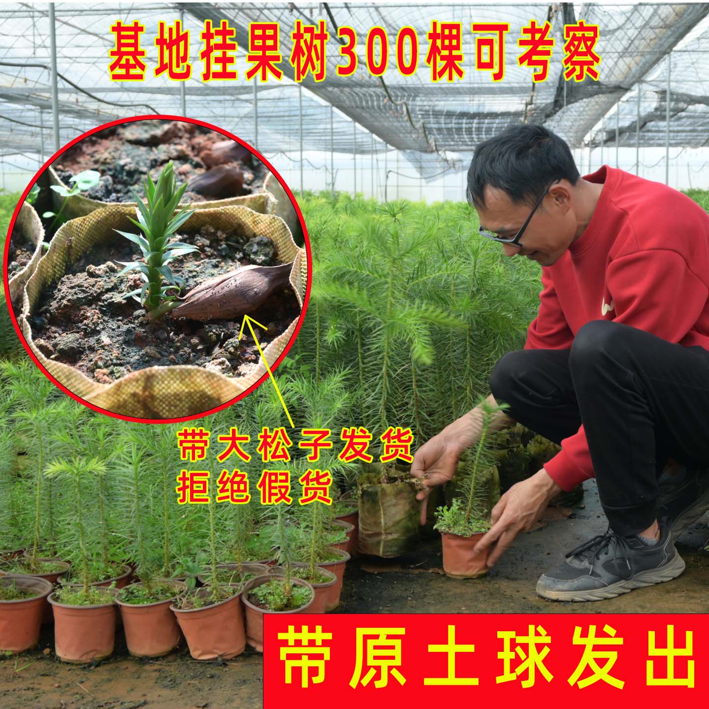 正宗巴拉那松子树苗基地批发云南基地发发芽到5年苗巴西进口树种