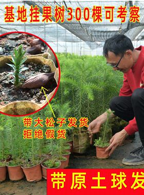 正宗巴拉那松子树苗基地批发