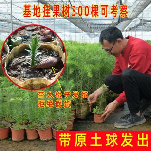 正宗巴拉那松子树苗基地批发云南基地发发芽到5年苗巴西进口树种