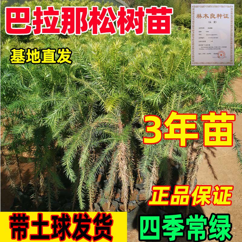 巴拉那松拇指松子树苗大拇指松子树苗大拇指松子树苗大拇指松子树