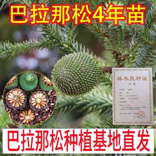 正宗巴拉那松树苗基地直发苗木4年苗进口松树苗巴拉那松树苗云南