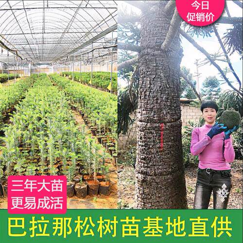 巴拉那松树苗基地直发