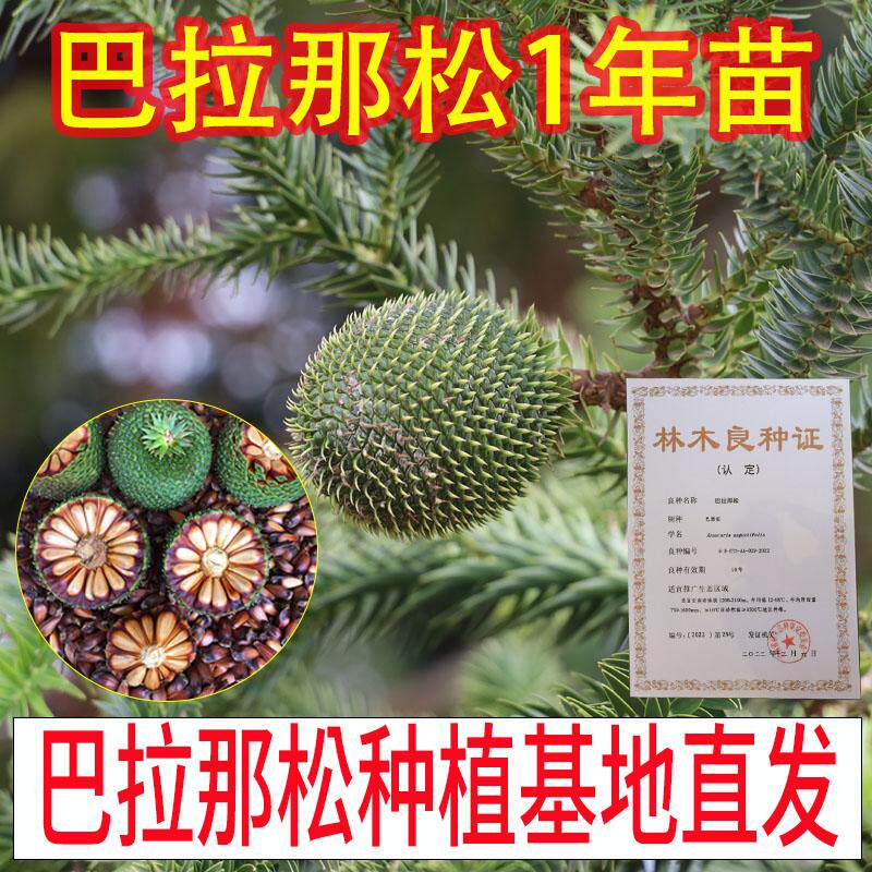 正宗巴拉那松树苗云南基地直发苗木1年苗引进松品种巴拉那松树