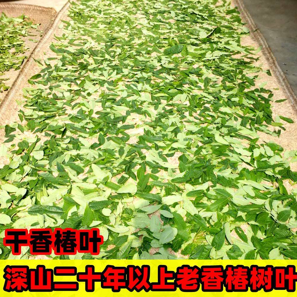 野生干香椿叶茶农家日晒新鲜香椿树叶树根香椿花无盐泡茶干香椿茶