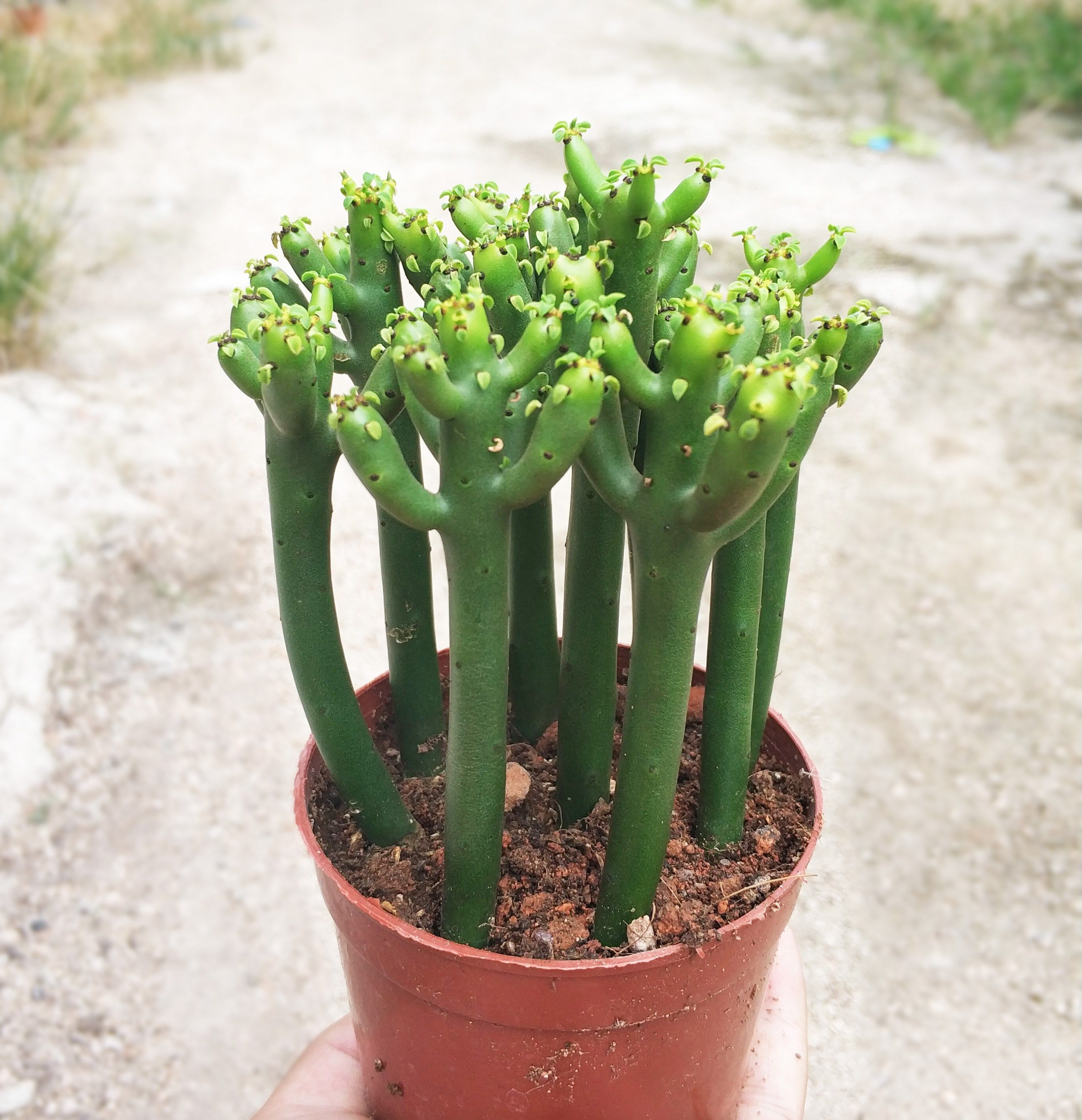 整盆发货 光棍树多肉植物盆栽彭珊瑚棒含盆带土室内绿植盆栽易养