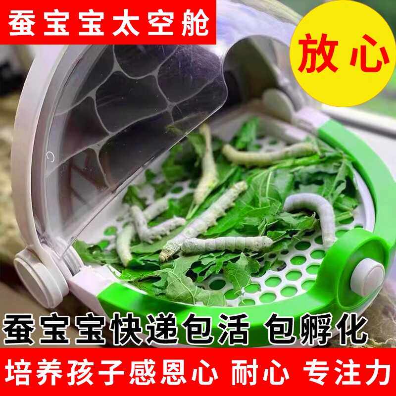 学生养蚕科普套装蚕宝宝活体金丝蚕春蚕卵籽七彩蚕幼虫新鲜包邮