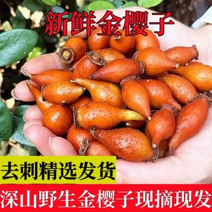 深山采摘野生金樱子泡酒新鲜山石榴中药材糖罐子青果金罂子刺梨果