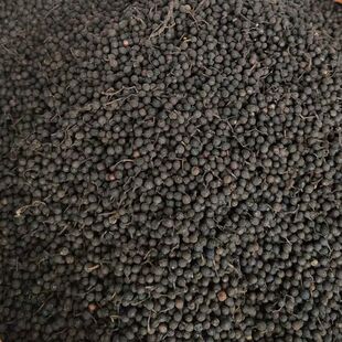 山苍子野生木姜子干货火锅调料香料枕头填充料姜菜木香子山胡椒