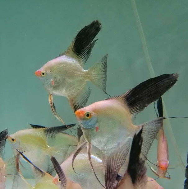 海鸥神仙鱼燕鱼超长鳍正常鳍包邮