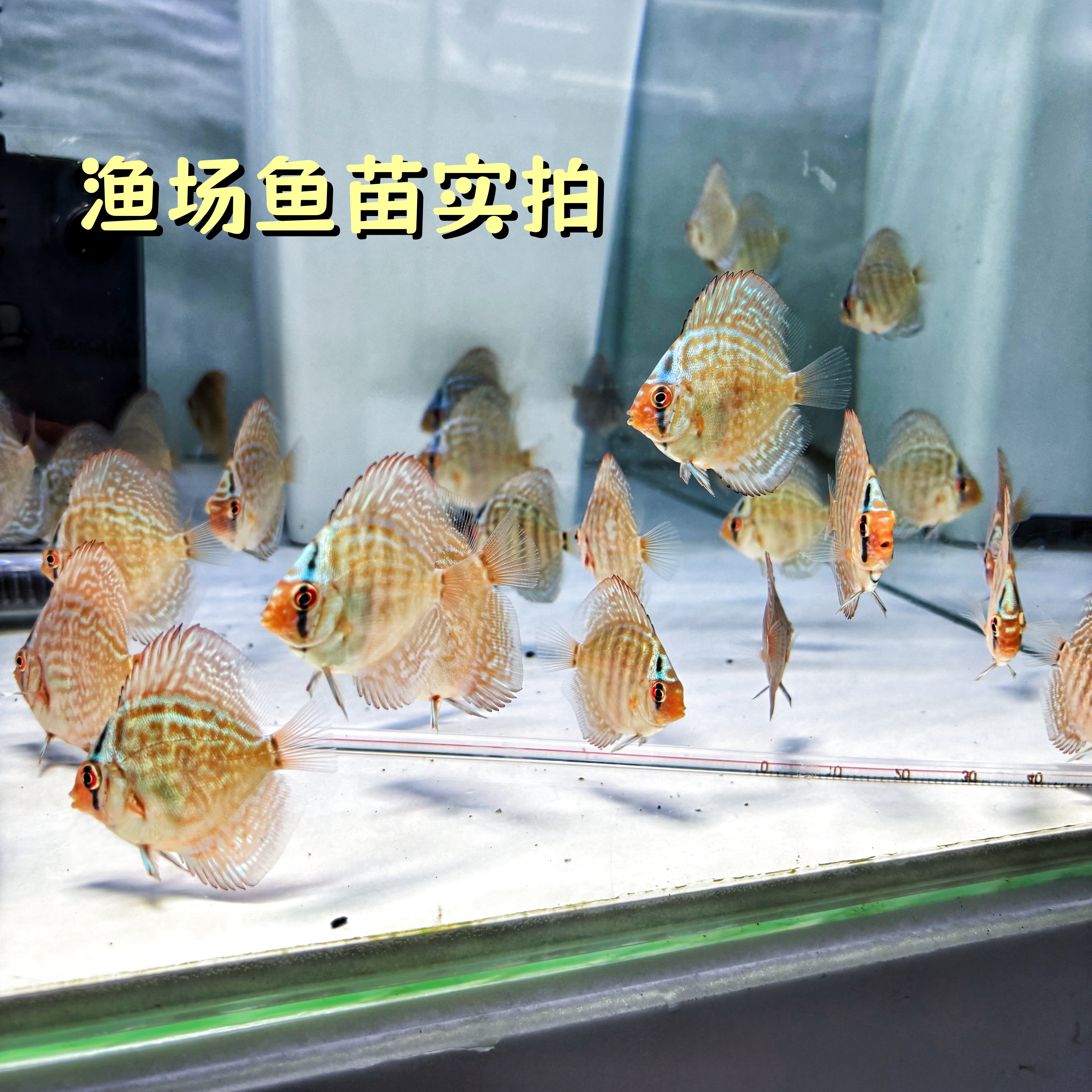 大珍奇七彩神仙鱼观赏鱼活体鱼场鱼