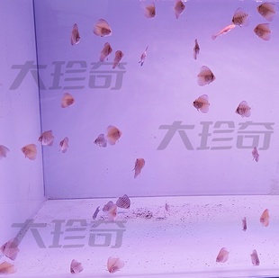 七彩神仙鱼鱼苗苗野血松母精品鱼不是压鱼场商品鱼