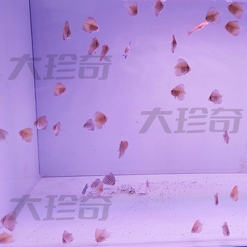 七彩神仙鱼鱼苗苗野血松母精品鱼不是压鱼场商品鱼