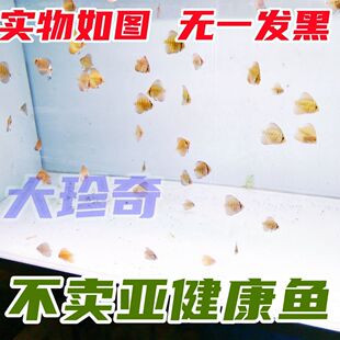 七彩神仙鱼苗野血松母精品鱼不是压鱼场的商品鱼