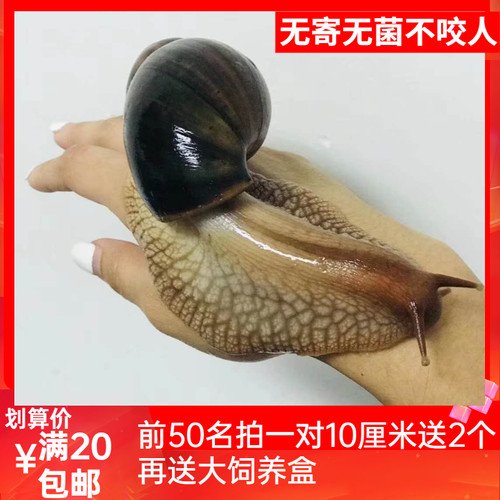 蜗牛活体巨型法国蜗牛普科