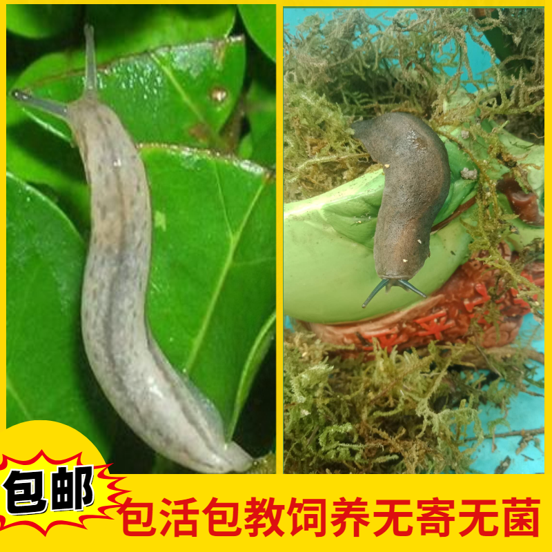 鼻涕虫活体宠物黏黏虫软体爬虫流鼻涕虫蜗牛观赏迷你小蛞蝓水蜒蚰