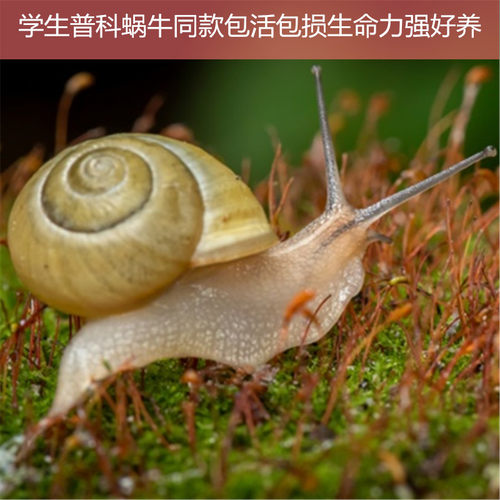 学生观察蜗牛小学生蜗牛