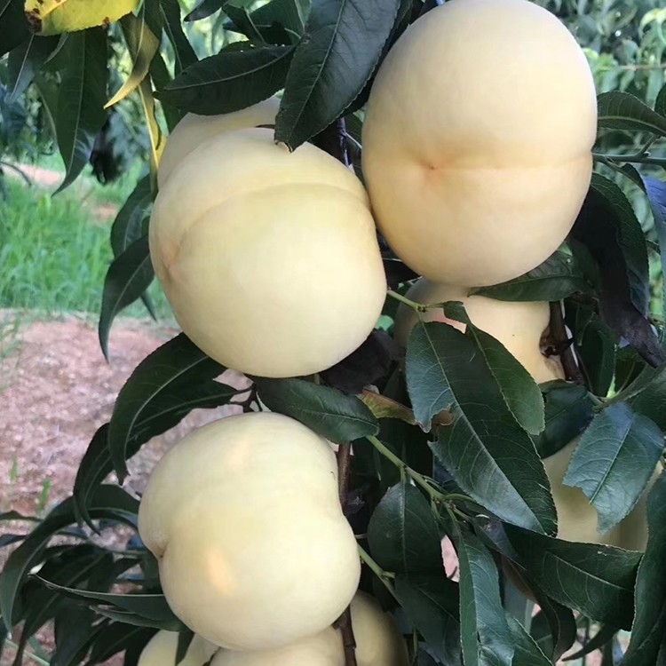 蒙阴孕妇新鲜现摘爆甜水蜜桃