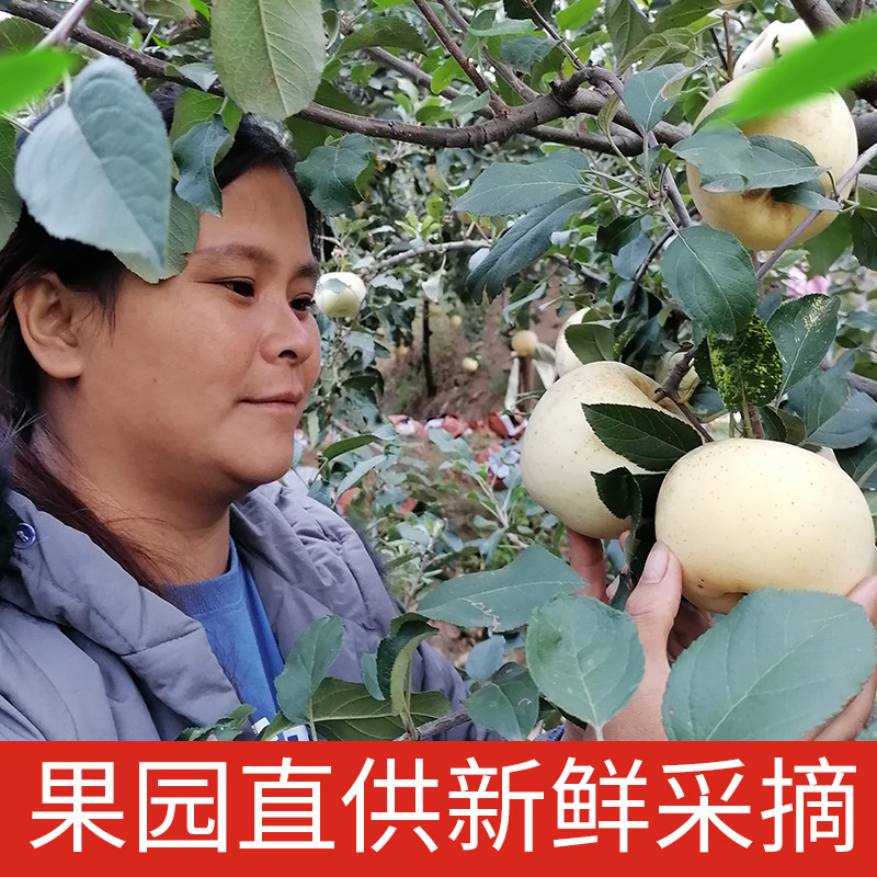 山东奶油富士苹果脆甜新鲜水果应季奶油白苹果黄金奶油富士现摘,水产肉类/新鲜蔬果/熟食,苹果,淘宝优惠券,粉丝福利购,淘宝优惠卷