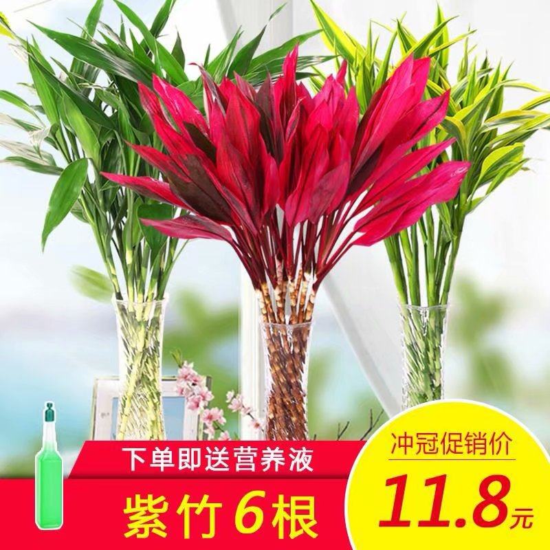 富贵花价格 富贵花图片 星期三