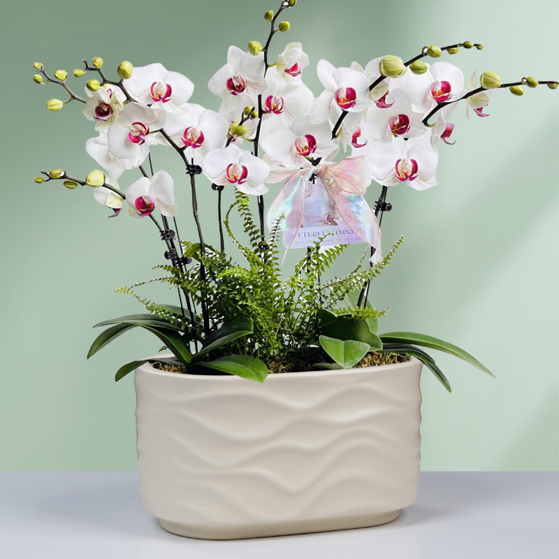 裕轩堂北欧简约白色带托花盆