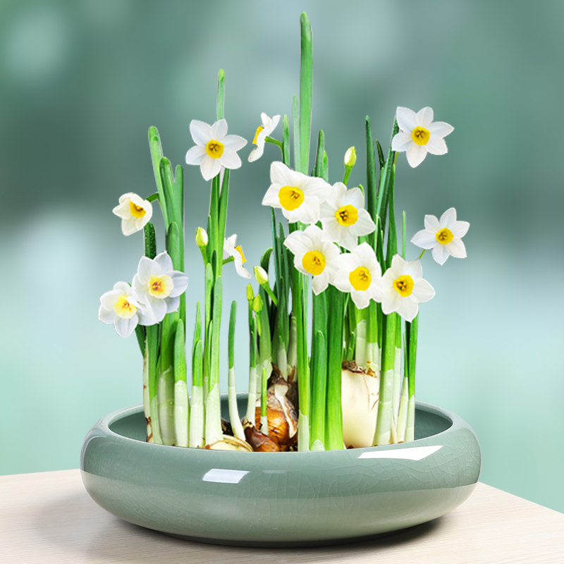 特大大号荷花一叶莲水培铜钱草花盆陶瓷哥窑无孔水养睡莲碗莲盆缸