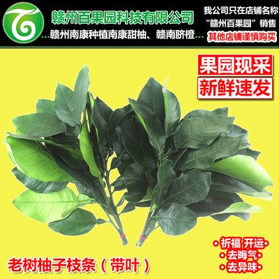 南康甜柚老树柚子叶沙田柚枝条