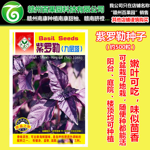 罗勒种子九层塔金不换蔬菜种籽