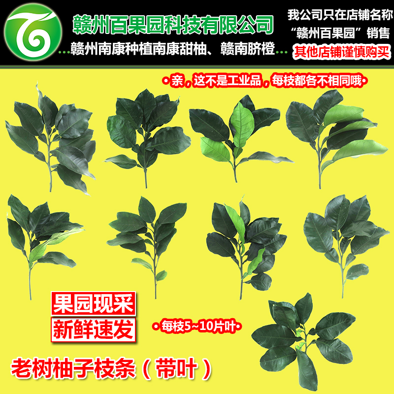 柚子叶老树南康甜柚斋婆柚枝条