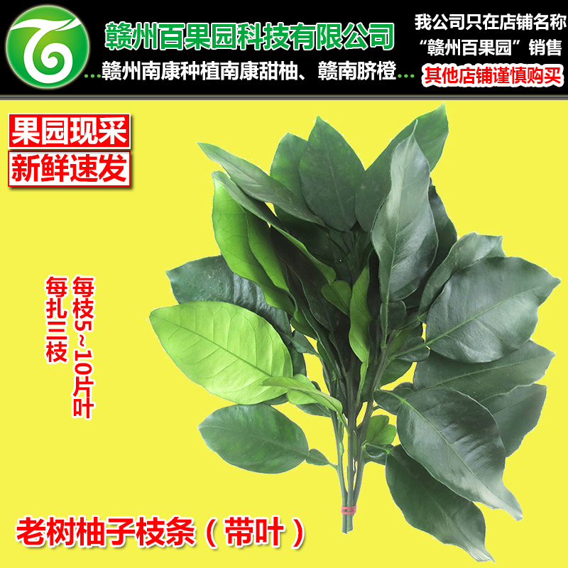 老树柚子去晦气洗澡柚子枝条