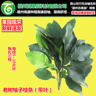 老树柚子叶洗澡洗手乔迁新房门口挂件南康甜柚枝叶沙田柚枝条叶子