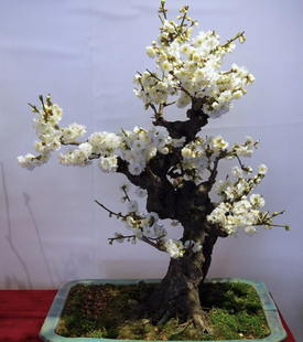 实物 梅花盆景老桩 原生绿梅玉蝶梅宫粉梅 室内耐寒花卉绿植盆栽