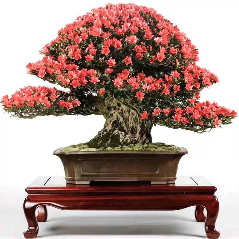 杜鹃花盆景老桩大盃珍山明美之月矮霸树桩室内阳台庭院绿植盆栽