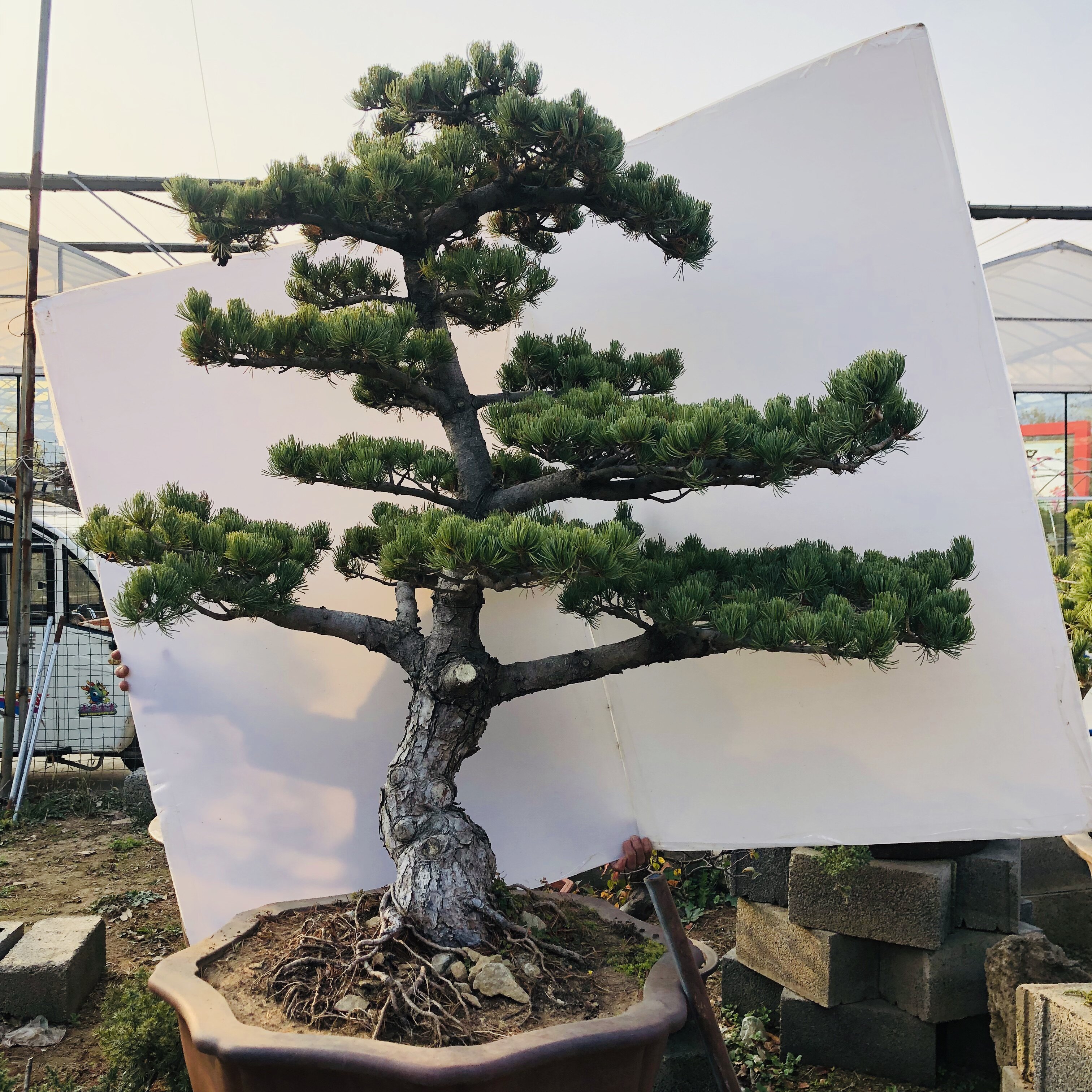 大阪松盆景老桩 日本宫岛五针松大型绿植/成品组合盆