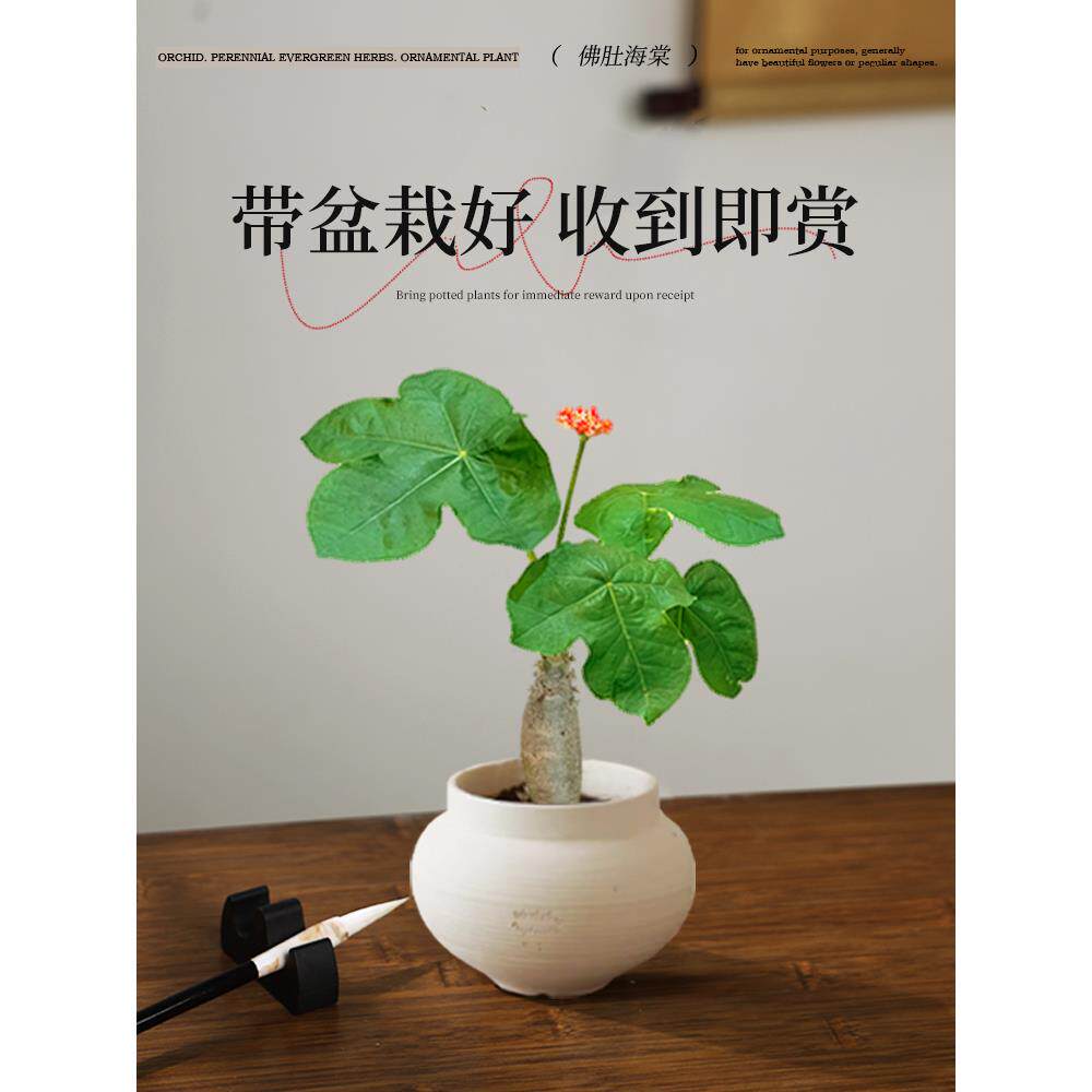 佛肚海棠盆栽客厅办公室内桌面老桩盆景花卉绿植四季开花耐热好养