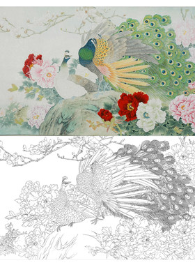 工笔画打印白描底稿横幅孔雀