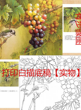 工笔画素材扇面葡萄临摹勾线宣纸