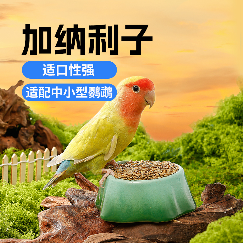 布卡星鹦鹉鸟粮加纳利子