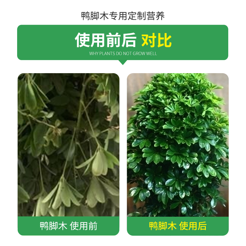 鸭脚木鹅掌柴招财树摇钱树八方来财专用肥料营养液室内外盆栽通用