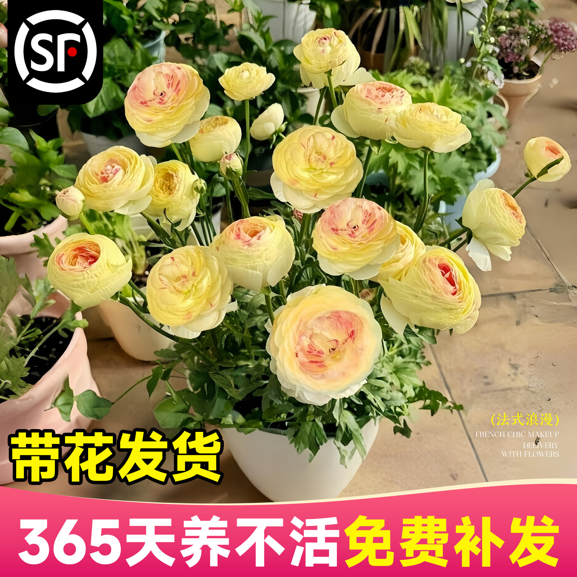 洋牡丹盆栽带花苞花苗种球进口蝴蝶花毛茛阳台室内外四季开花花卉,鲜花速递/花卉仿真/绿植园艺,时令草本花卉,淘宝优惠券,粉丝福利购,淘宝优惠卷