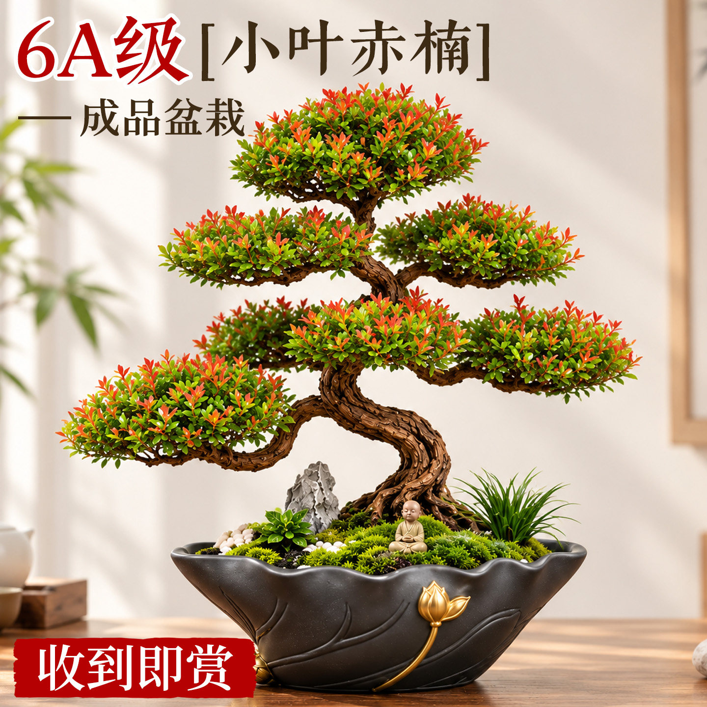 小叶赤楠老桩盆栽花卉乔迁新居开业四季好养活金丝楠木桌面绿植物